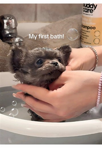 My Chihuahua's First Bath Experience