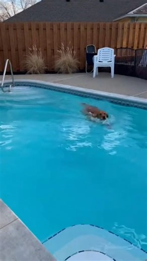 Smooth & Effortless: Dog Swimming Like a Natural