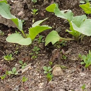 Learn our favorite 7 cold weather vegetables to plant in early spring or winter to have fresh food growing even in cold climates. Growing cold weather vegetables is a great way to get a jump start on the growing season and an easy hack to have fresh food from the garden that much faster. 👇👇👇(psst, check out the free seasonal planting guide link below) These are my favorite cold weather vegetables to direct sow in spring. Plus, I share how you can plant certain crops in fall to have them start