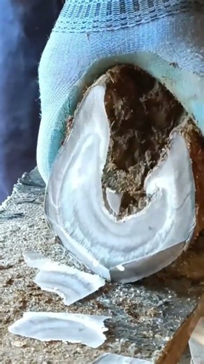 Easily cut the donkey's hooves flat with a sharp shovel!