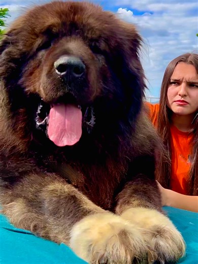 Intimidating From the Outside, but Soft From the Inside🐻 Even though Caucasian Shepherds are known for their intense protective character, they have the biggest heart for the ones they love. ❤️🐾 #dog #dogs #bigdogs #pets #caucasianshepherd #jozodogs