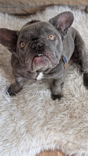 Tuggy on Instagram: "Fostering truly saves lives. And just a reminder, we could use a hand getting this little lady what she needs. 🔗 in our b|o for @utahanimaladvocacyfoundation ❤️💗 #fosterdog #fosteringsaveslives #frenchies #frenchiesofinstagram #adoptdontshop #rescuedogs"