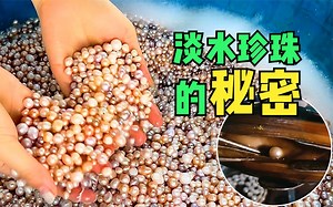 “镀色”贝壳，淡水珍珠生产大揭秘