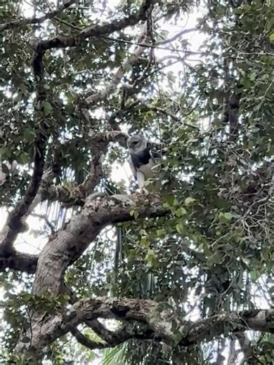 Amazon Conservation Team on Reels