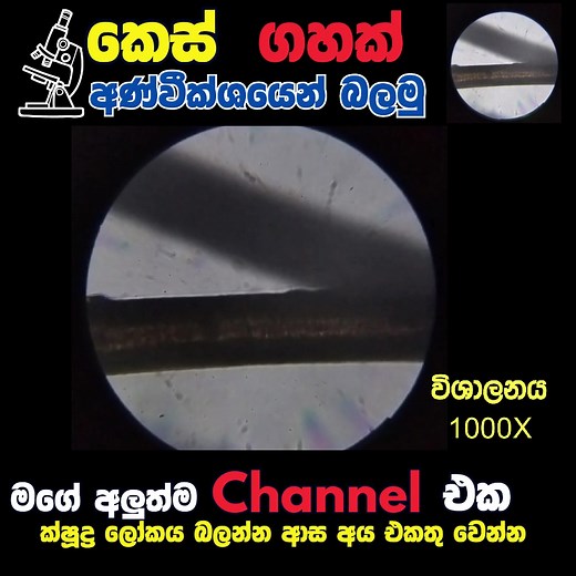 Exploring the Microscopic World of Hair: A Close-Up Look Under the Microscope! | කෙස් ගහක් අණ්වීක්ශයෙන් බලමු #MicroscopeExploration #EducationalVideo #SoapScience #CloseUpView #MolecularStructure #ScientificDiscovery #Hiroshan #sinhala #SriLanka #funny #scienceexperiment #chemistry #biology #maths #jam #apeamma #wildcookbook #funnyvideos | Hiroshan Bandara