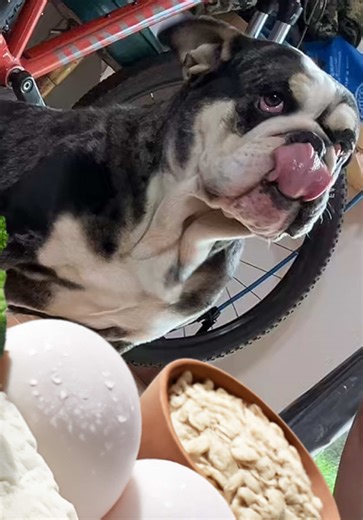 Comida saludable para perros: la dieta ideal de Milo