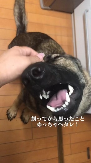 シェパードのイメージとリアルな生活