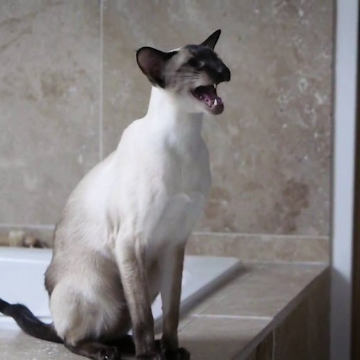 We are siamese, if you please! 😺 | Try Not to Laugh