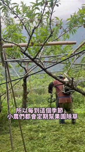 小農日常!!!告訴你定期除草的重要性，竟然會直接影響到水蜜桃的生長嗎? #好桃喜 #拉拉山水蜜桃 #水果 #小農 #用心快樂 #公益禮盒