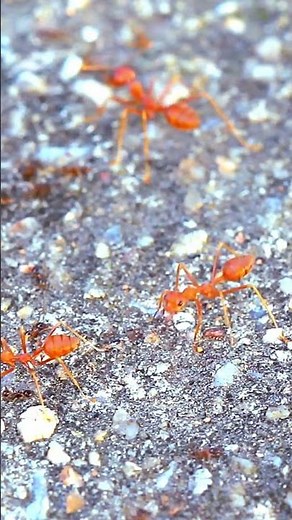 10 Fascinating ant Facts for Kids | Fun and Educational Discover the World of Ants #ants #antsfacts