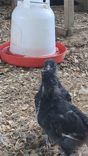 Why Are These Baby Chicks Staring Each other Down?