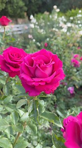 65K views · 4.4K reactions | Stiletto  What a rose! Vase life like a florist rose and long, long stems for arranging. | Grace Rose Farm | Facebook