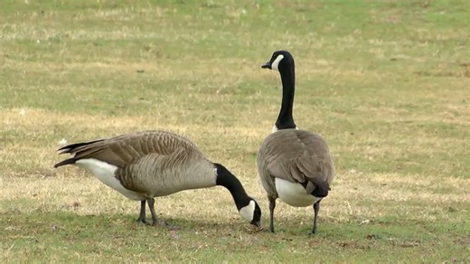 Bird flu possibly behind over 1,000 geese dying in NJ