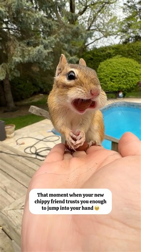 When your chipmunk friend trusts you enough to jump into your hand 🥰❤️