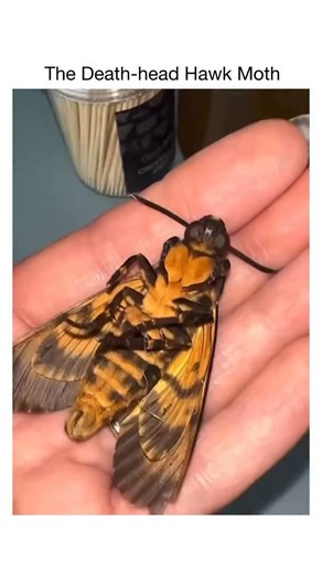 LaughOrbit on Instagram: "The video is a close-up view of a person’s hand gently holding a large, fluffy Death’s-head Hawkmoth with striking yellow and black striped wings, body, and fuzzy orange thorax, resting upside down on a palm over a blue surface with toothpicks and a container in the background; the moth twitches its long antennae, wiggles its hooked legs, and extends its coiled proboscis while being slowly rotated for different angles, showcasing its bee-like appearance and adorable fuz