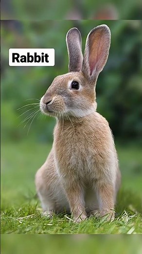 Rabbit Sound 🐇