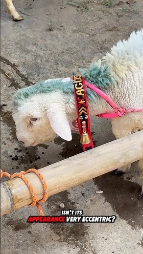 Look at this sheep with colorful fur on its body 🙃 #sheepvideos #sheepsounds