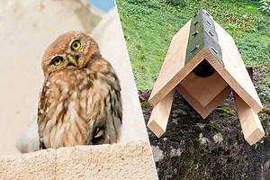 Colocaterre : il fabrique des nichoirs pour protéger les chouettes chevêches d’Athéna