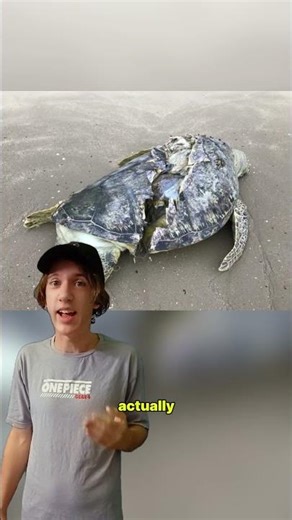 I didn't know turtles felt pain like this
