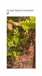 "GIMMIE THE BUNNY RABBIT, why are you killing the easter bunny" 😂 (@jenniferrenee220 via @bitch) | Humor