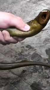 1M views · 5.9K reactions | This fish almost destroyed the entire fishing industry. The sea lamprey, also known as the "vampire fish," can wreak havoc wherever it goes. Once its teeth latch onto its prey, the fate is sealed, and 100 years ago, a plague devastated the Great Lakes of Canada, in an event that went down in history. | The Kiwi | Facebook