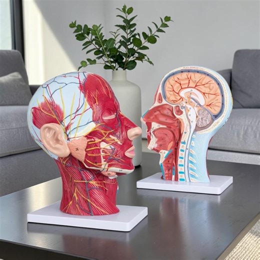 Human Skull Anatomy Model With Muscles & Neurovascular Structures – Head and Brain Educational Study Model, Gift - Etsy