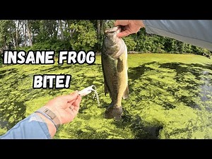 Insane FROG topwater bite - best SUMMERTIME fishing technique!