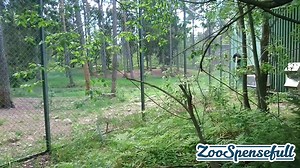 The well known EMERGENCY RECALL from kolmarden zoo. We started this process back in 2015-2016 when Stefan brought up a challenge he had at his department where the lions where forced to go into the house. From then on we came with the idea to train the emergency recall behaviour. This way we didn't have to force anything anymore. This behaviour was pretty normal practice with Dolphins and Orcas. Why not do it with a pride of lions? After this behaviour was finished we just had to maintain it. On