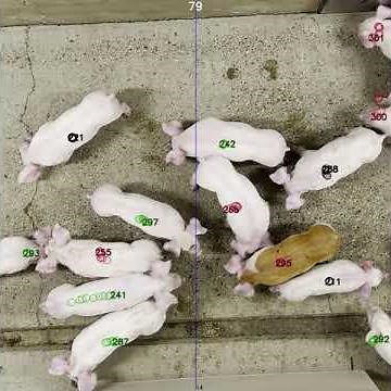 Counting Pigs with Darknet, YOLO, and DarkHelp