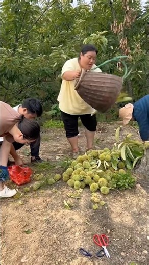 Unique Craft Harvesting And Shelling Chestnuts #satisfying ‪@MNSmartTech‬