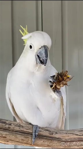 Come and experience the beauty of Warrawong Wildlife Sanctuary! 🌱🐨 As of school holidays, we are open everyday! Be sure to get your visit in with your fam or friends whilst we are open can everyday of the week!🧡💚 Open 11am-4pm | Weekends, Public Holidays and ALL School Holidays! | Warrawong Wildlife Sanctuary