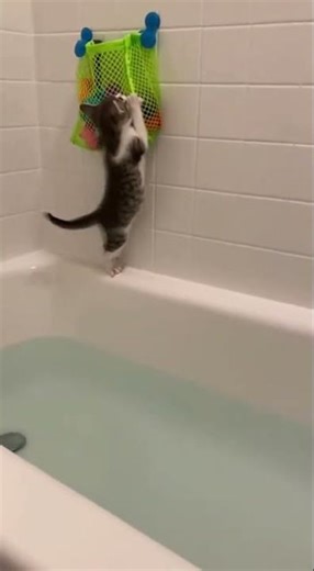 Cute Cat Falling Into Water - Funny Cat Videos #cat #funny