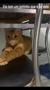 Flokinho fofo #gato #funny #viral | Eu, o Floki e a Sansa