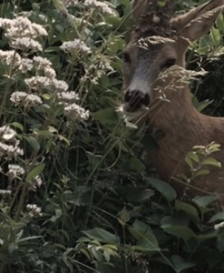 Explore the Fascinating Life of Fawns in Nature
