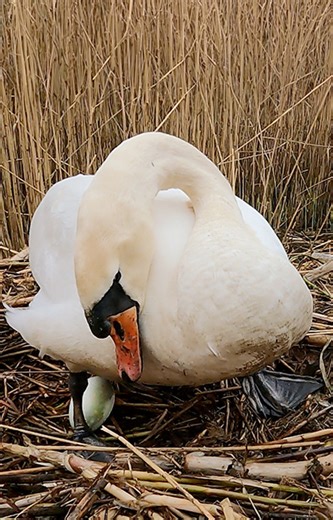 22K views · 1K reactions | You can now watch this swan nest 24/7 on my livecams #swancam #birdcams #robertefuller 廉https://www.robertefuller.com/live-cameras-swans/ | Robert E Fuller | Facebook