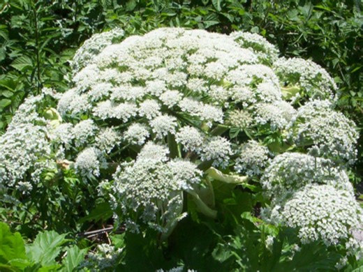 Avoid at all costs: What makes giant hogweed so dangerous - The Weather Network