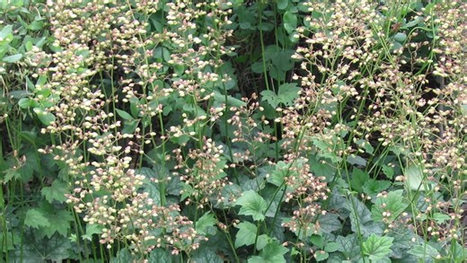 Grow American alumroot, a deer-resistant shade plant