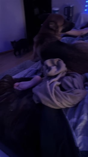 thought i was saving this dog 3 years ago but this dog saved me. 🫡. his name is augustus gloop but we all call him gus or gushers. he likes to pee on u when excited😭 ❤️❤️