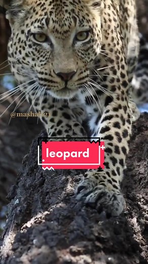 Fascinating Leopard Behavior in the Wild
