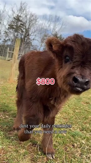 cuteness overload 😍❤️ don't scroll without dropping ❤️ a heart ❤️ #minicows #cuteanimals #farmlife #farmvibes #farmtok