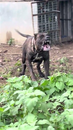 路虎，一般公狗都没你大#护卫犬 #狗是人类最忠诚的朋友 #猛犬保镖