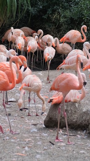 48K views · 459 reactions | Greater Flamingo family #flamingo #sea #bird #beautiful #walking #jungle #nature #wildlife HA91578 | HAWI Studios | Facebook