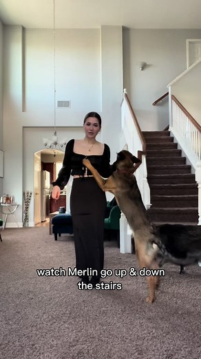 Merlin the Pig Climbing and Descending Stairs