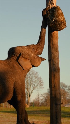 An elephant’s trunk is nothing short of amazing. 🐘 With tens of thousands of muscles, the trunk is used for all sorts of daily activities! Elephants can even use it for delicate tasks like picking up single blades of grass. ✨🥬 Elephants need to exercise their trunks just as they would in the wild. By offering challenges, enrichment allows them to replicate natural behaviours. This stimulation helps keep them engaged and supports their overall well-being. ♥️ Watch as Damini puts this into pract