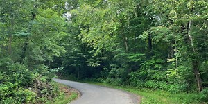 Man who reported deadly Cocke Co. animal attack had history of aggressive dogs, report shows