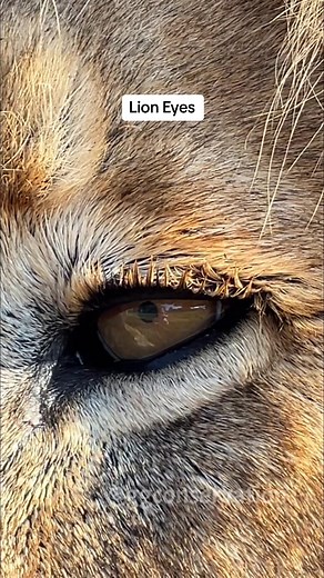 🦁✨The hypnotic beauty of lion eyes✨🦁 Up close & personal there is something utterly captivating about locking eyes with animal Royalty. Those hypnotic golden eyes, brimming with strength and wisdom, pull you into a world where nature reigns supreme.. telling a story of power, majesty & a wild spirit that can never be tamed. Time stood still for a little while as Bright Eyes mesmerised me with those soulful eyes that remind me of his father, King Shane. #KingBrightEyes #SonOfKingShane #LionEyes