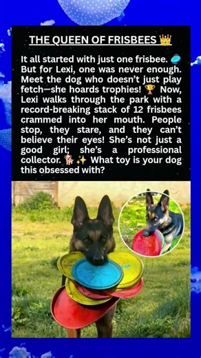This Dog Just Held 12 Frisbees at Once! 🤯