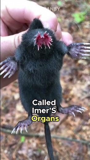 The Star-Nosed Mole: Nature’s Ultimate Super-Sniffer! 🌟🦔