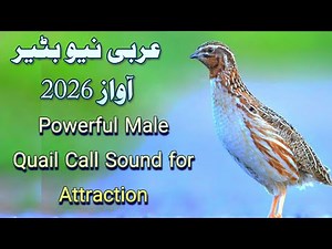 Powerful Common Quail Call Sound for Hunting | Male Quail Voice