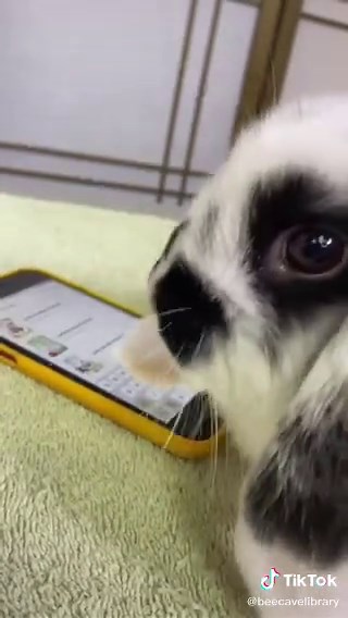 Aprende a usar Beanstack con nuestro amigo conejo